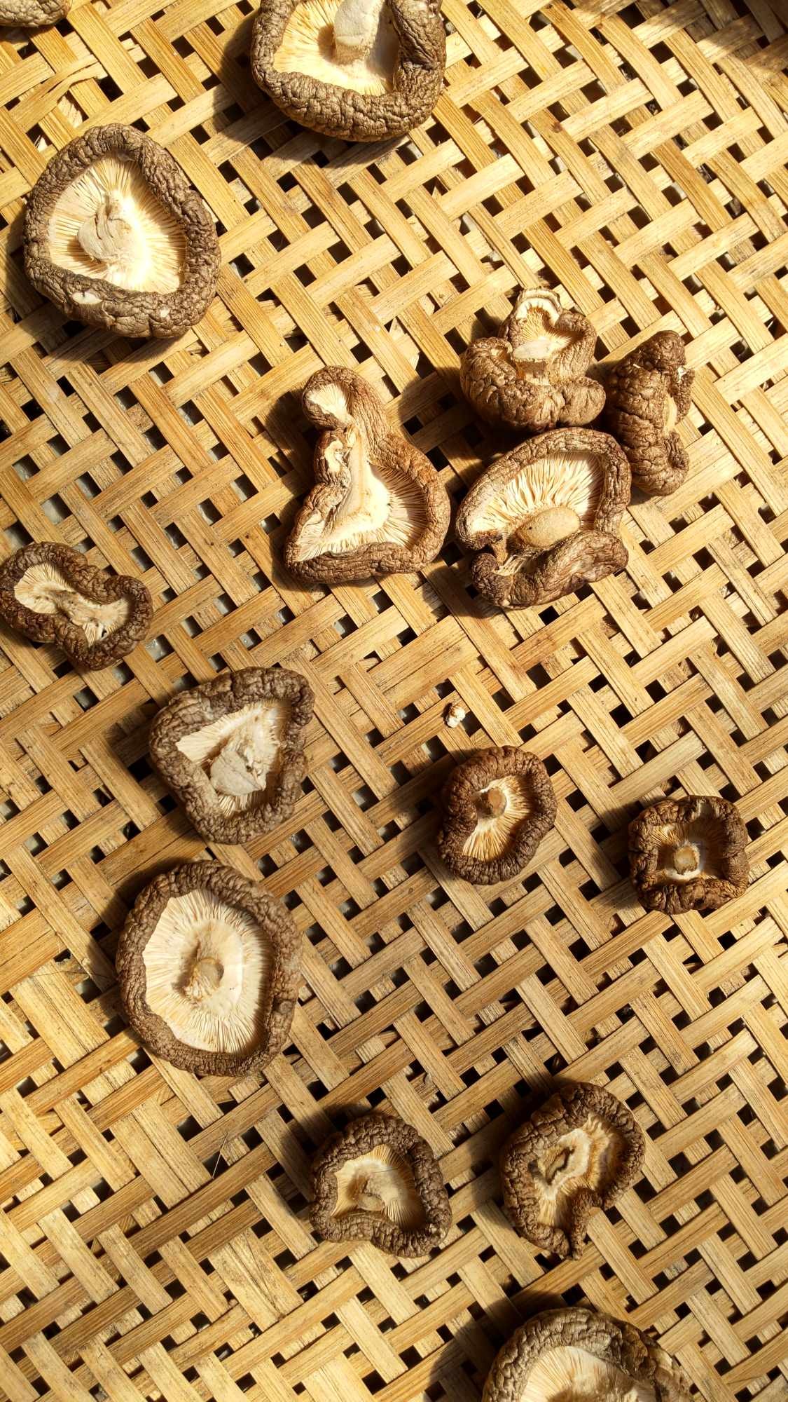 Let's Make Dried Mashrooms! 