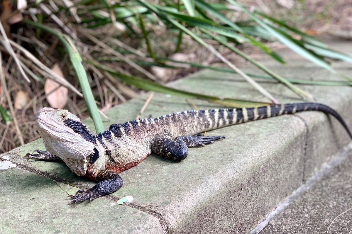 El dragón de agua australiano 