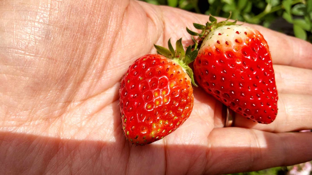 My Experience of Homegrown Strawberries