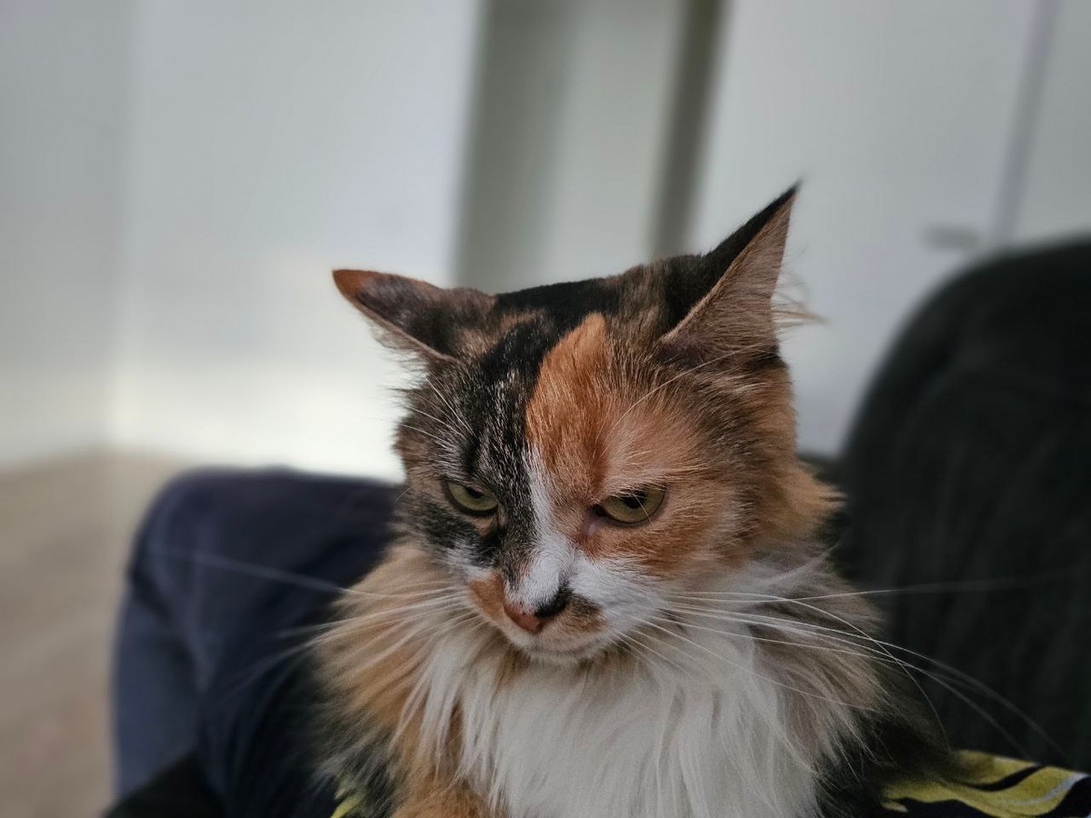 The Life of a House Cat