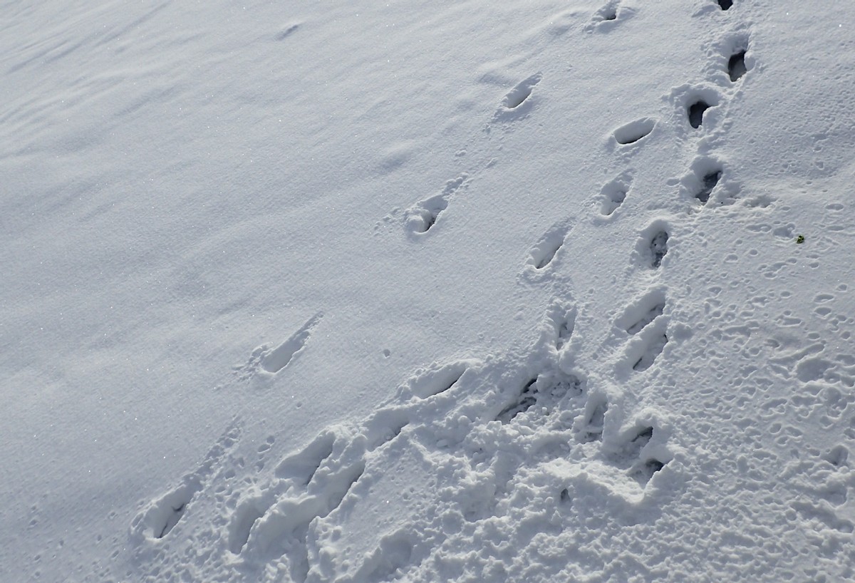 Ystäväni hautajaiset