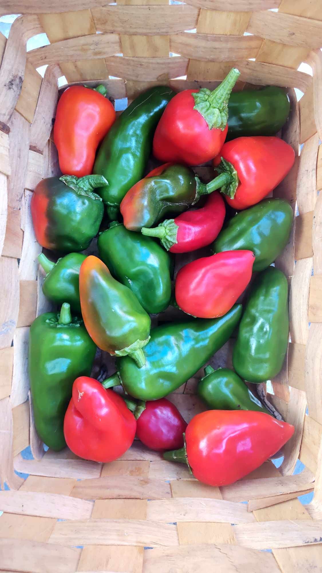 Homegrown Green peppers 