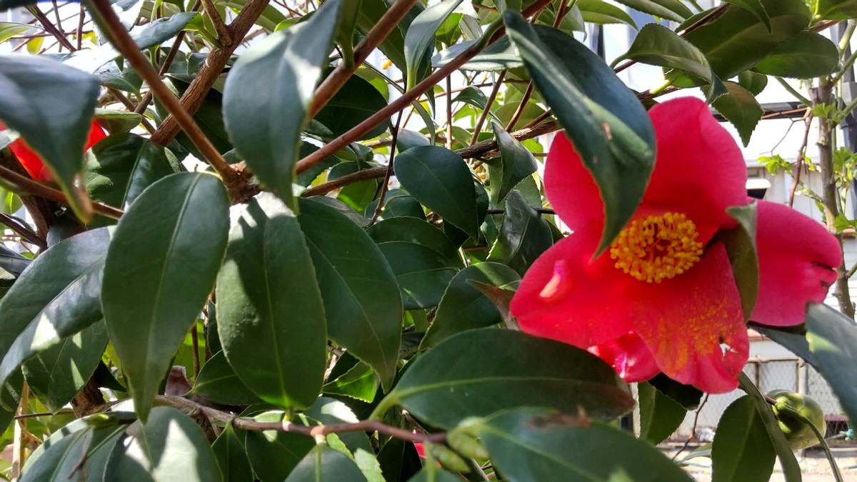 My Garden Coming to Life! 