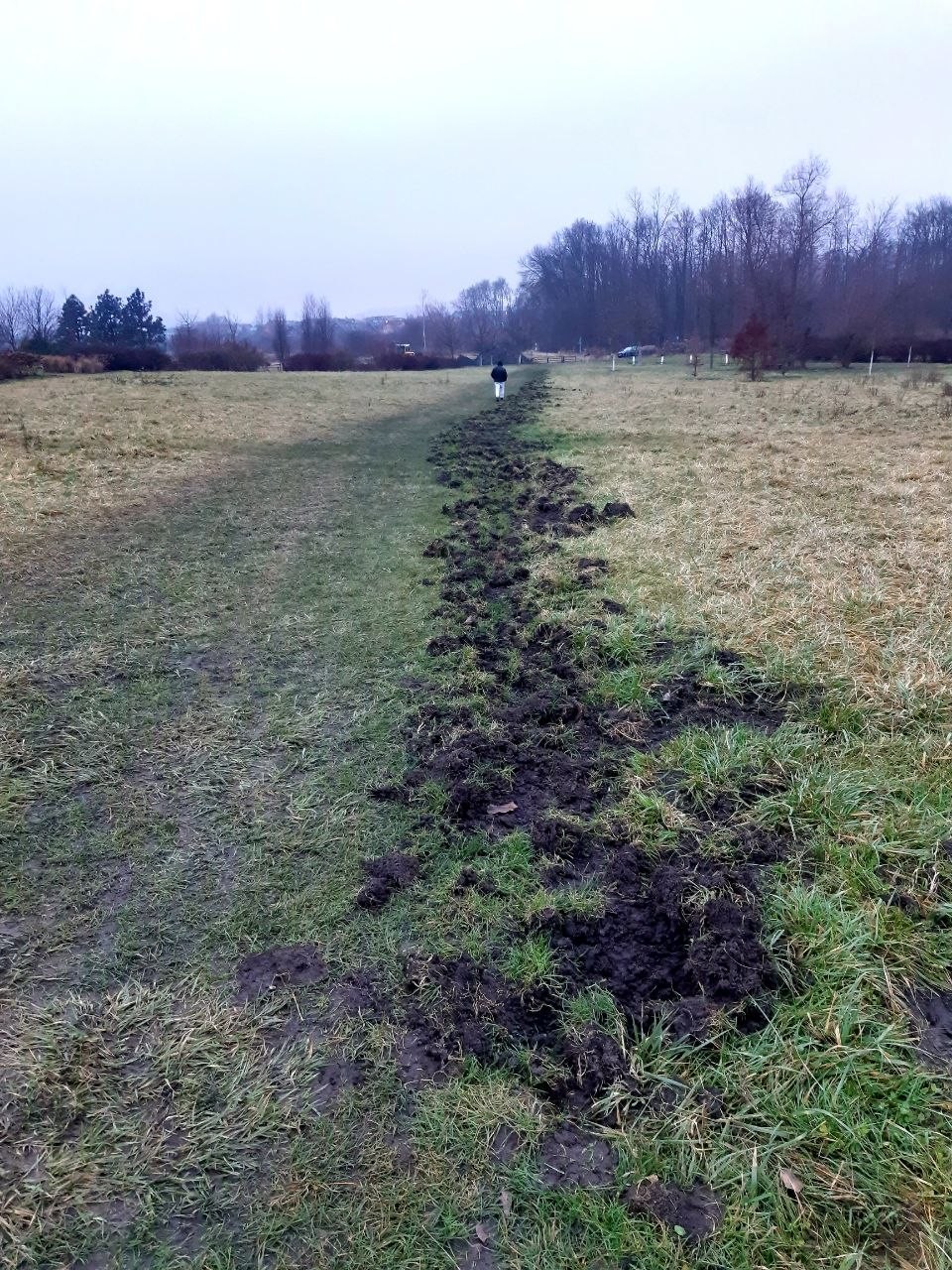 Az aprólékosak vaddisznók 